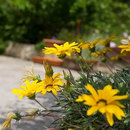 Astrid * Veli Lošinj