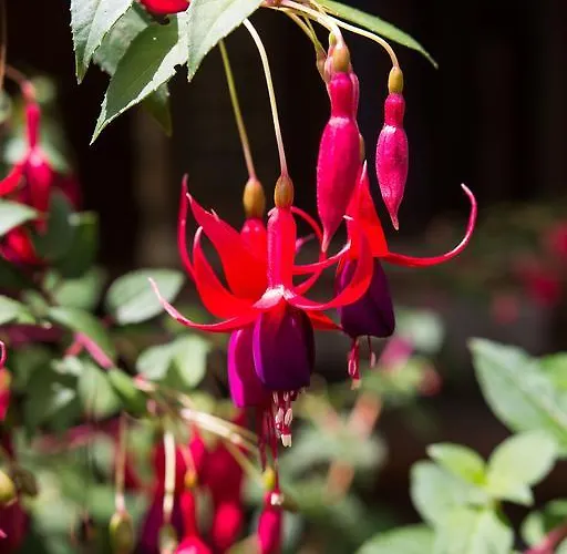 Appartamento Astrid *